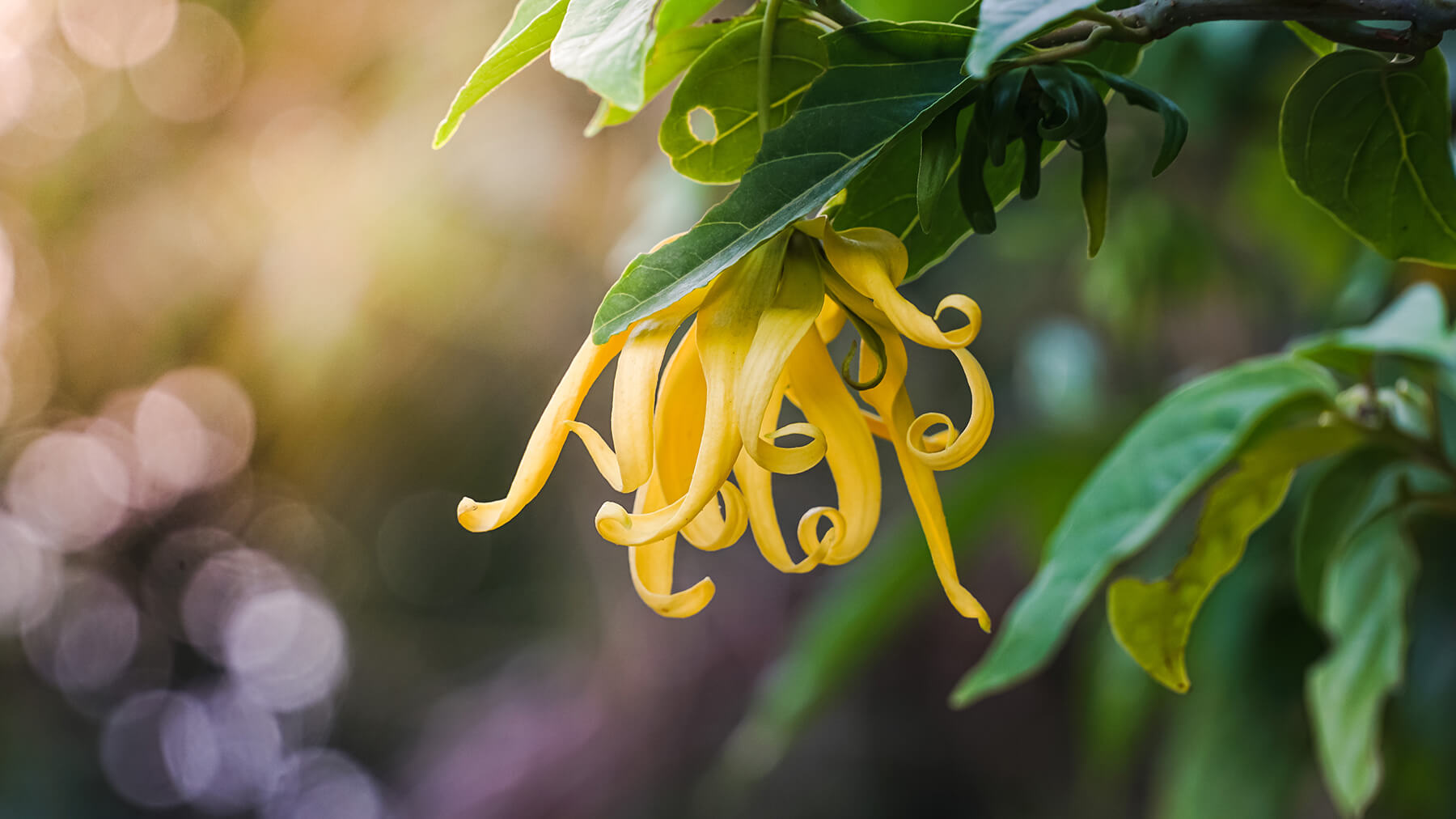 ylang-ylang-header.jpg